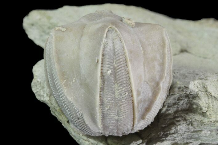 Blastoid (Pentremites) Fossil - Illinois #92233